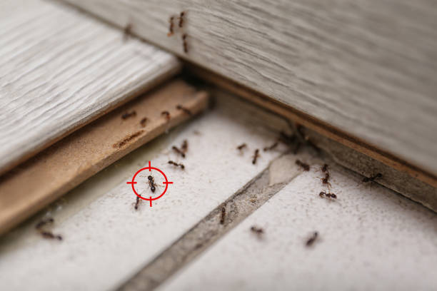 Best Termite Control Services  in The Galena Territory, IL